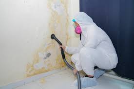 Reliable Monroe City, MO Mold Removal Services Solutions